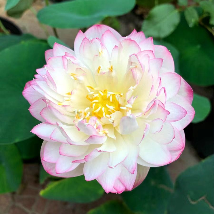 👍Huge Springtime Sale 60% OFF💥The Sacred Bonsai Bowl Lotus Flower - 7 days germination