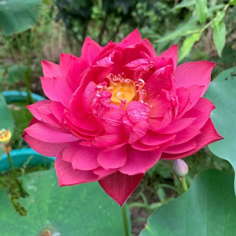 👍Huge Springtime Sale 60% OFF💥The Sacred Bonsai Bowl Lotus Flower - 7 days germination